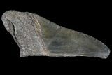 Partial Fossil Megalodon Tooth #89434-1